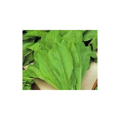 Pianta di Cicoria Bionda da Taglio a Foglia Larga (Vaschetta da 9 piante)