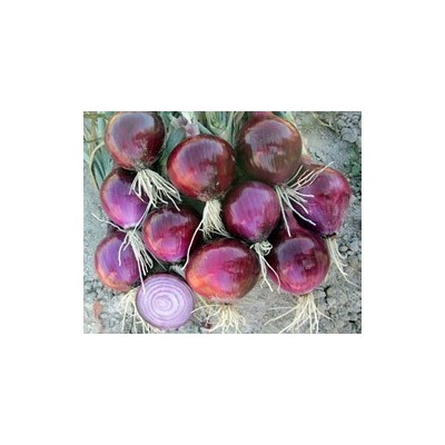 Pianta di Cipolla Rossa F1 Red Bull (Vaschetta da 9 piante)