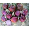 Pianta di Cipolla Rossa F1 Red Bull (Vaschetta da 9 piante)