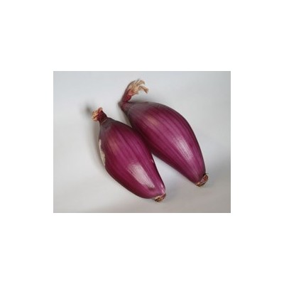 Pianta di Cipolla Rossa di Tropea Lunga (Vaschetta da 9 piante)