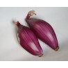 Pianta di Cipolla Rossa di Tropea Lunga (Vaschetta da 9 piante)