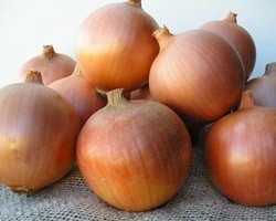 Pianta di Cipolla Dorata F1 Crocket (Vaschetta da 9 piante)
