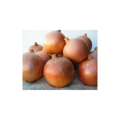 Pianta di Cipolla Dorata F1 Crocket (Vaschetta da 9 piante)