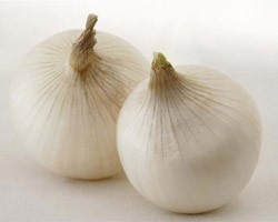 Pianta di Cipolla Bianca Gladstone (Vaschetta da 9 piante)