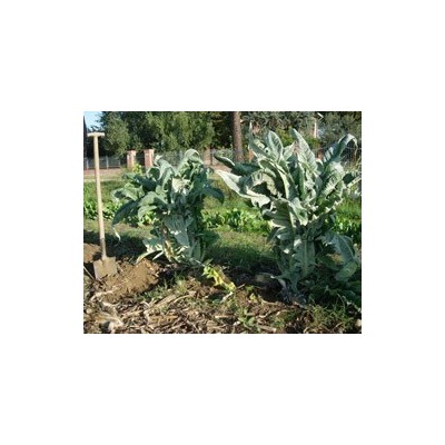 Pianta di Cardo Blanc Inerm (Vaschetta da 4 piante)