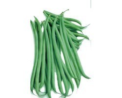 Pianta di Fagiolino Rampicante Vesperal (Solo seme alta germinabilità)