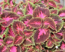 Pianta di Coleus Fifth Avenue