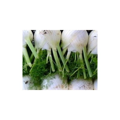 Pianta di Finocchio F1 Victorio (Vaschetta da 9 piante)