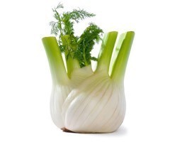 Pianta di Finocchio F1 Bellotto (Vaschette da 9 piante)