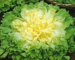 Pianta di Indivia Scarola Liscia Kalinka (Vaschetta da 9 piante)