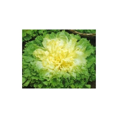 Pianta di Indivia Scarola Liscia Kalinka (Vaschetta da 9 piante)