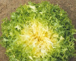 Pianta di Indivia Riccia (Vaschetta da 9 piante)