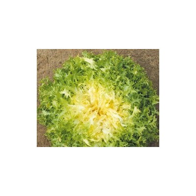 Pianta di Indivia Riccia (Vaschetta da 9 piante)