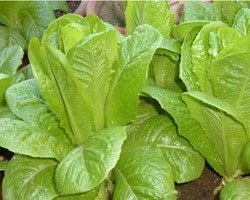 Pianta di Lattuga Romana (Vaschetta da 9 piante)