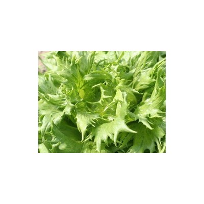 Pianta di Lattuga Regina dei Ghiacci (Vaschetta da 9 piante)