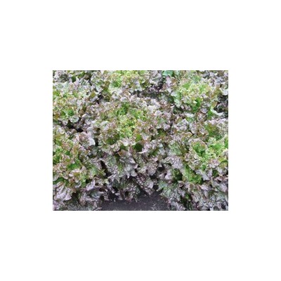 Pianta di Gentilina a Foglia Rossa Amboise (Vaschette da 9 piante)