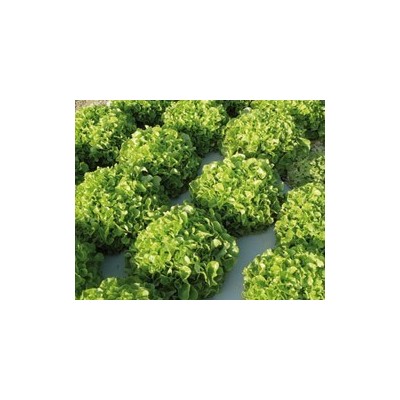 Pianta di Foglia di Quercia Mix (Vaschette da 9 piante)