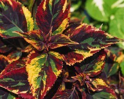 Pianta di Coleus Combat