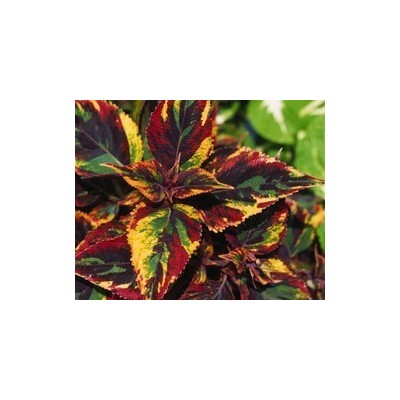 Pianta di Coleus Combat