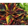 Pianta di Coleus Combat