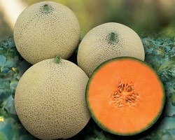 Pianta di Melone Retato Capitol