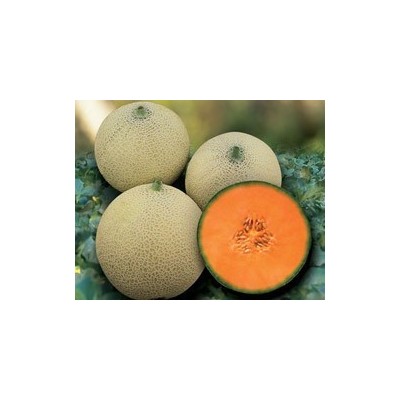 Pianta di Melone Retato Capitol