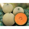 Pianta di Melone Retato Capitol