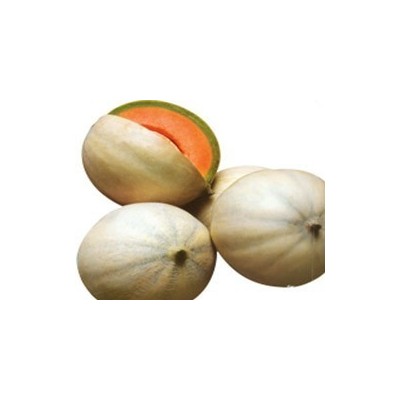 Pianta di Melone Liscio F1 Bacir