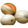 Pianta di Melone Liscio F1 Bacir