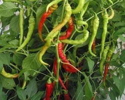Pianta di Peperone Tago (Vaschetta da 6 piante)