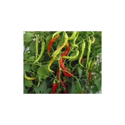 Pianta di Peperone Tago (Vaschetta da 6 piante)