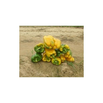 Pianta di Peperone Quadrato F1 Senior e Fenice (Vaschetta da 6 piante)