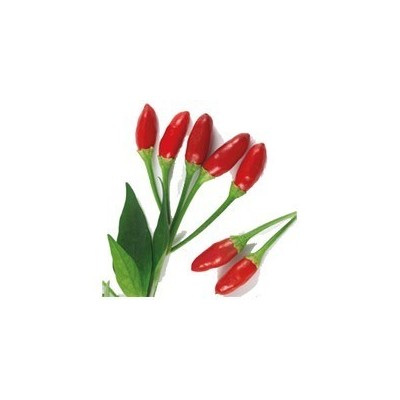 Pianta di Peperone Piccante Italico (Vaschetto da 6 piante)