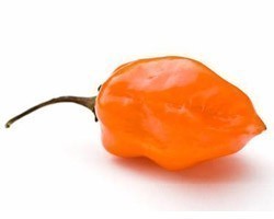 Pianta di Peperone Piccante Habanero Orange (Vaso 10 cm)