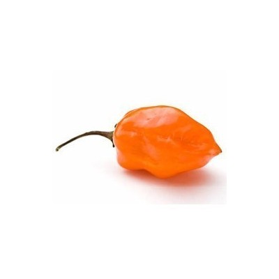 Pianta di Peperone Piccante Habanero Orange (Vaso 10 cm)