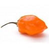 Pianta di Peperone Piccante Habanero Orange (Vaso 10 cm)