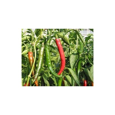 Pianta di Peperone Piccante F1 Ardito (Vaschetta da 6 piante)