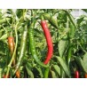 Pianta di Peperone Piccante F1 Ardito (Vaschetta da 6 piante)