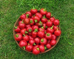 Pianta di Peperone Piccante F1 Cherry Bomb (Vaschetta da 6 piante)