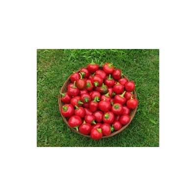 Pianta di Peperone Piccante F1 Cherry Bomb (Vaschetta da 6 piante)