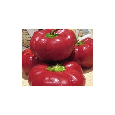 Pianta di Peperone F1 Paripa (Vaschetta da 6 piante)