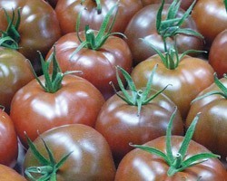 Pianta di Pomodoro tondo F1 Kakao (Vaso 10 cm)