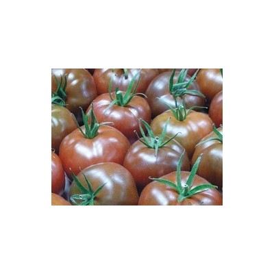 Pianta di Pomodoro tondo F1 Kakao (Vaso 10 cm)