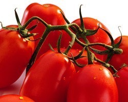 Pianta di Pomodoro Ovale Nano F1 Brione (Vaschetta da 4 piante)