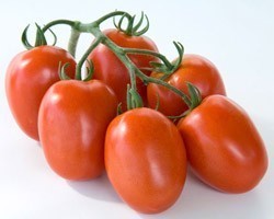Pianta di Pomodoro F1 Myriade (Vaso 10 cm)