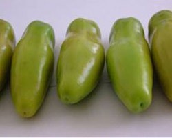 Pianta di Pomodoro F1 Uriburi (Vaso 10 cm)