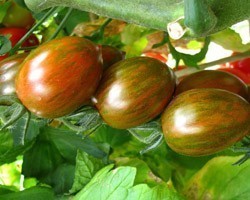 Pianta di Pomodoro F1 Crispino Plum Vaso 10 cm)