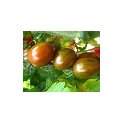 Pianta di Pomodoro F1 Crispino Plum Vaso 10 cm)