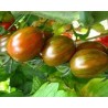 Pianta di Pomodoro F1 Crispino Plum Vaso 10 cm)