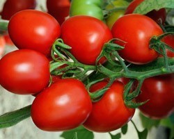 Pianta di Pomodoro F1 Cencara (Vaschetta da 4 piante)